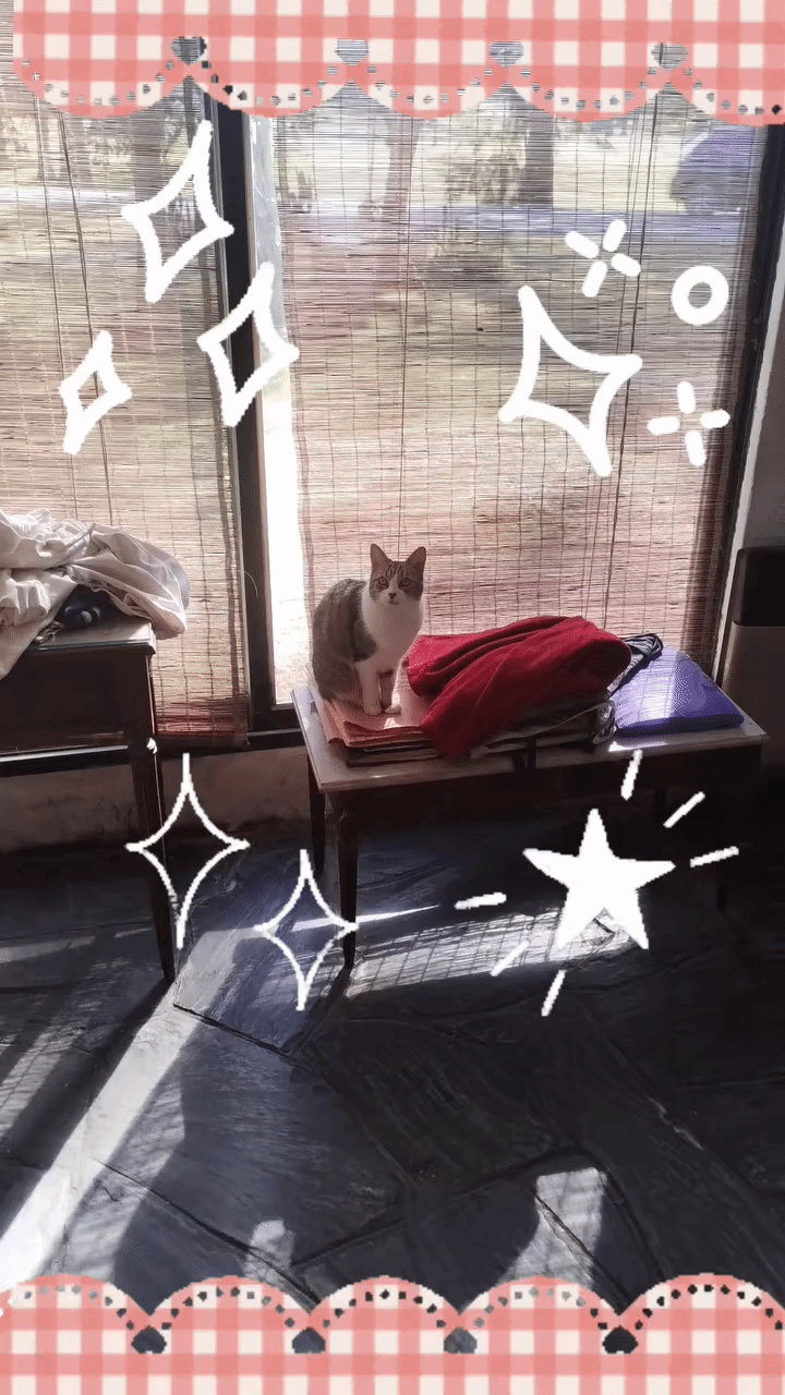 Tuni sitting surrounded by white hearts and a picnic print border